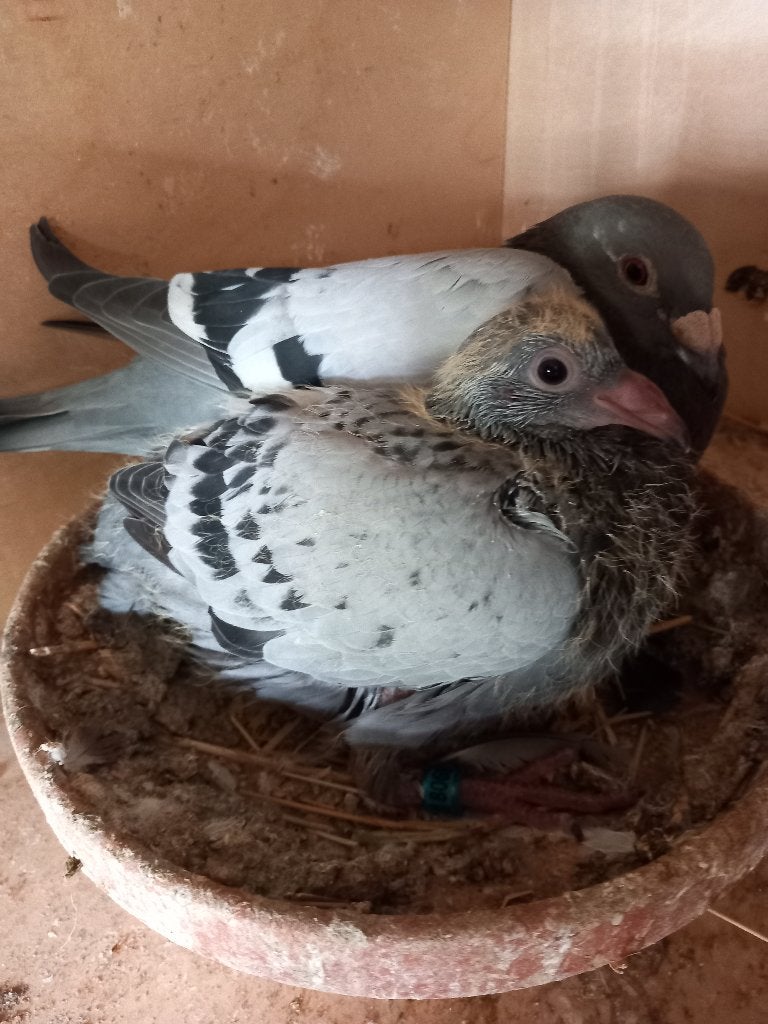 postduiven, Dieren en Toebehoren, Vogels | Duiven, Meerdere dieren, Postduif
