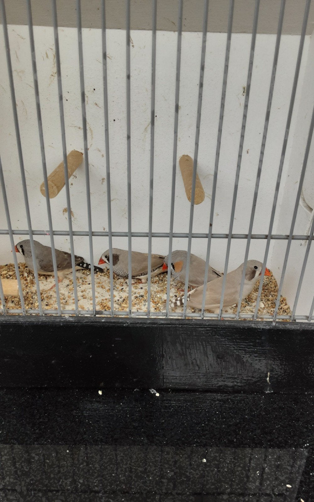 zebravinken  koppels  7,50, Dieren en Toebehoren, Vogels | Overige Vogels, Meerdere dieren