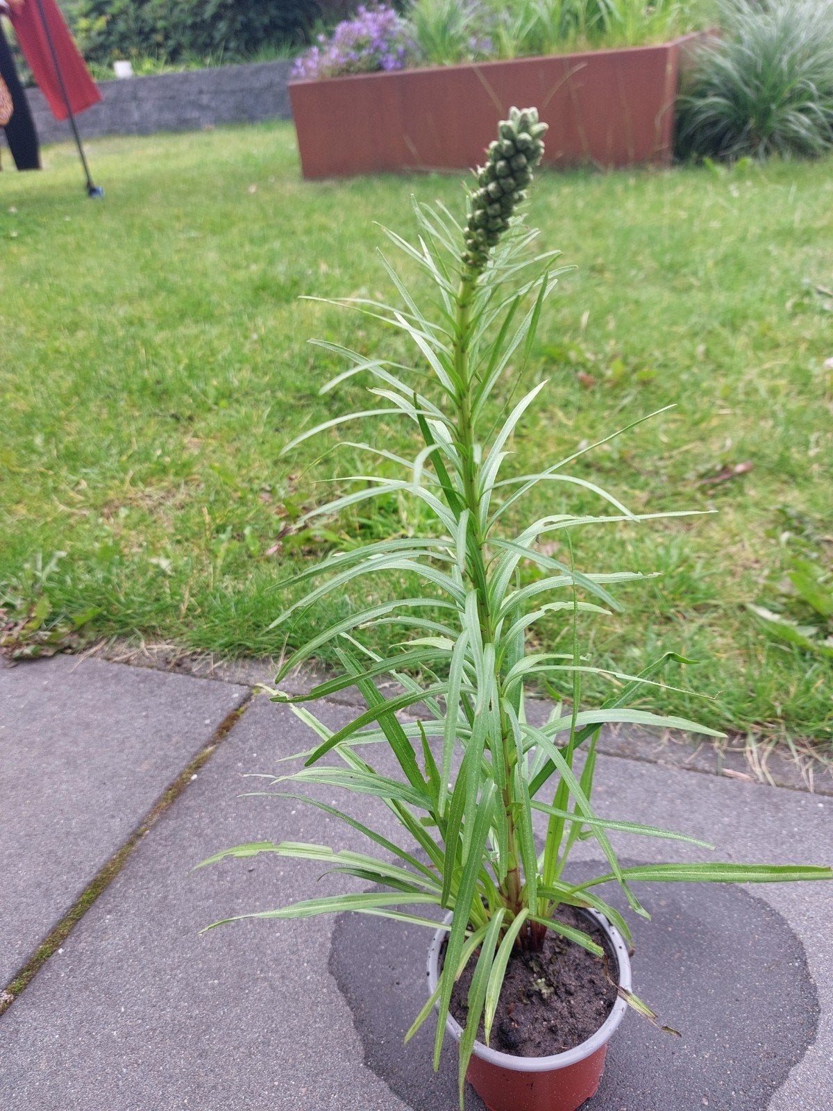 Liatris spicata - Knopstruik / Pruikplant (2 stuks), Tuin en Terras, Planten | Tuinplanten, Ophalen of Verzenden, Overige soorten
