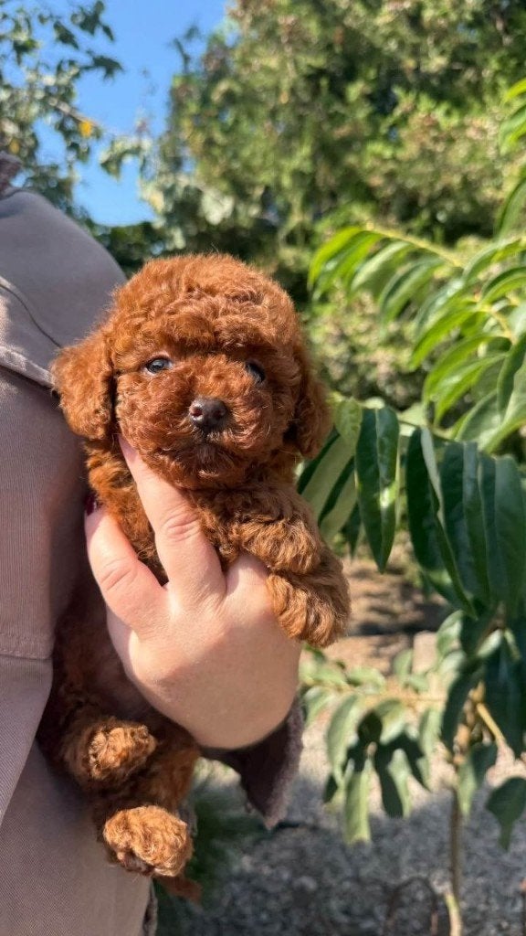 Toy Poedel pedbrown teacup, Dieren en Toebehoren, Poedel, 15 weken tot 1 jaar, Teef, Eén hond