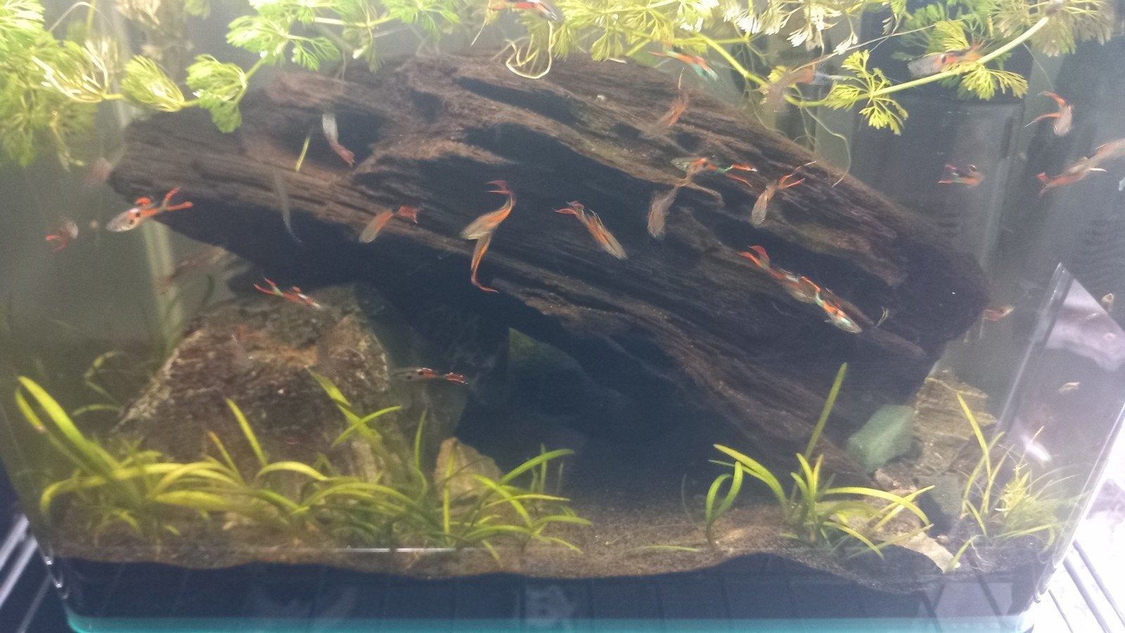 Oranje guppies, Vis, Zoetwatervis, Schoolvis