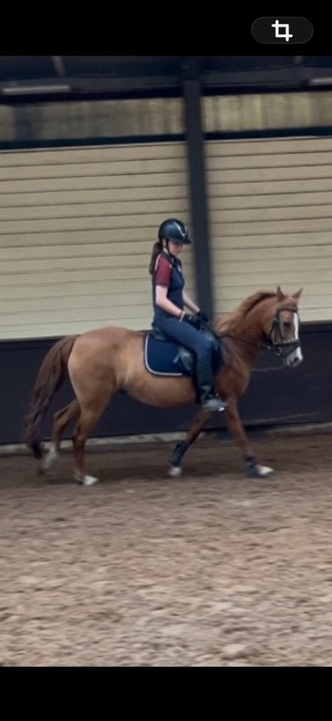 D pony, Dieren en Toebehoren, Pony's, Dressuurpony, L, 11 jaar of ouder, D pony (1.37m tot 1.48m)