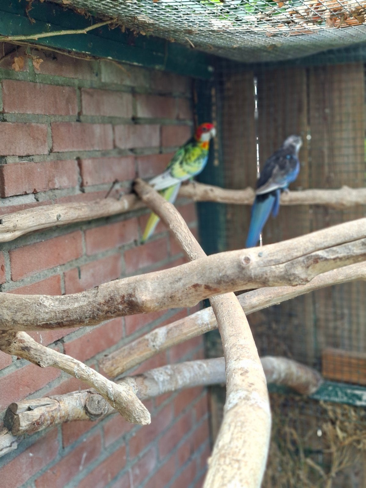 Rosella, Mannelijk, Parkiet, Geringd
