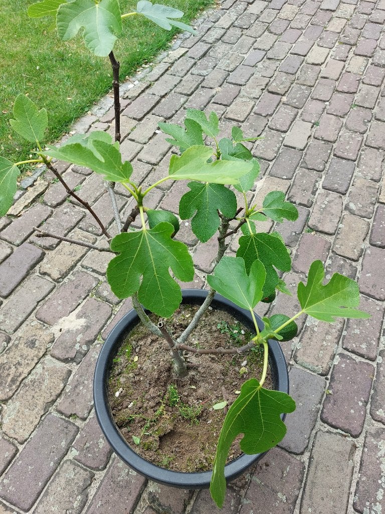 Vijg vijgenboom Ficus Carica biologisch gekweekt, Ophalen of Verzenden, Minder dan 100 cm, Vijgenboom, Lente