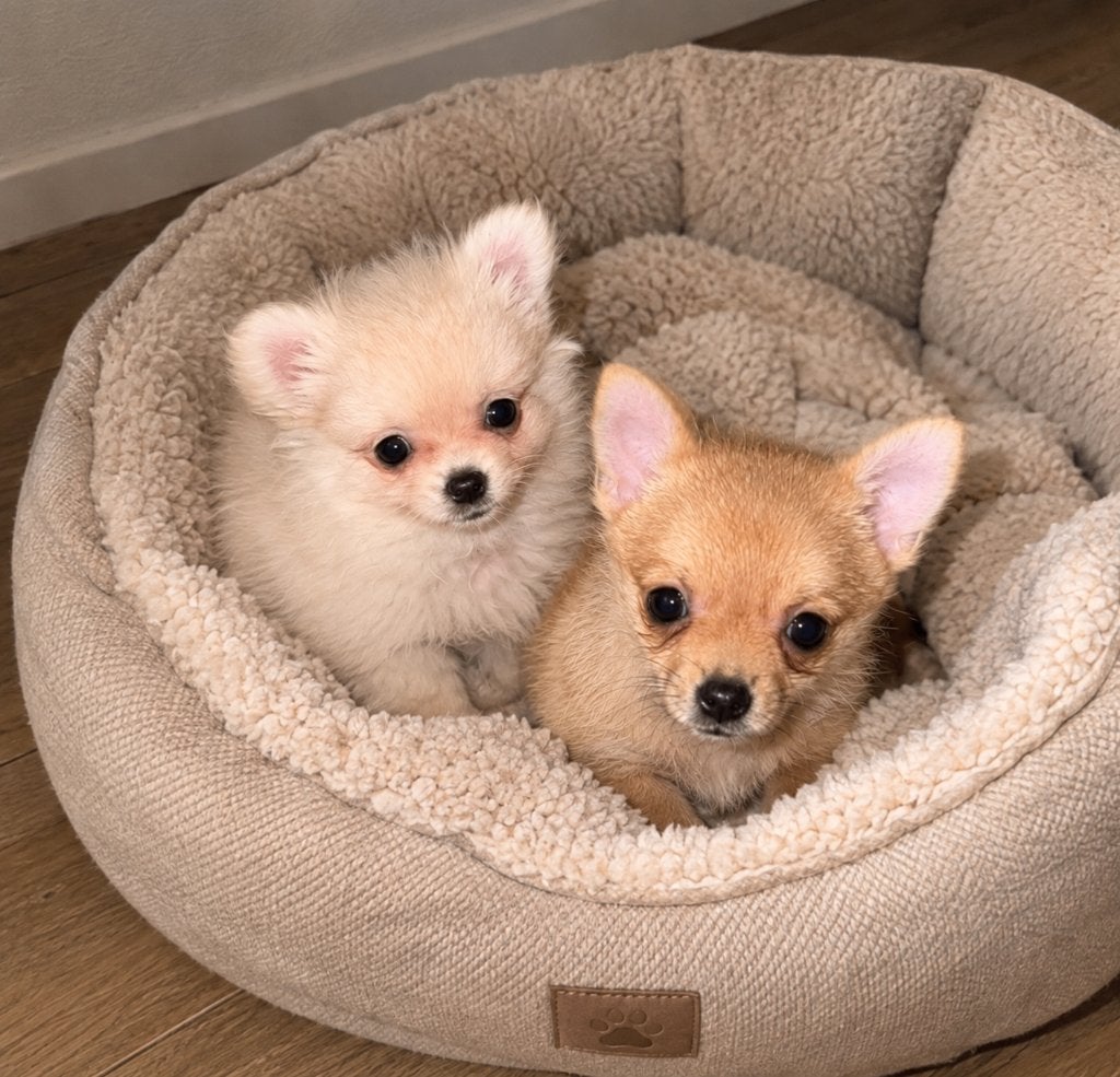 Prachtige pomchi puppy’s, Overige rassen, CDV (hondenziekte), 8 tot 15 weken, Teef