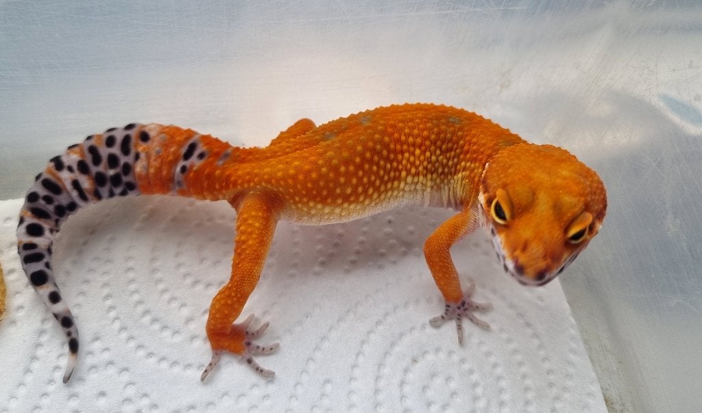 0.1 purplehead mandarin het tremper albino luipaardgekko Leopard Gecko photo 3
