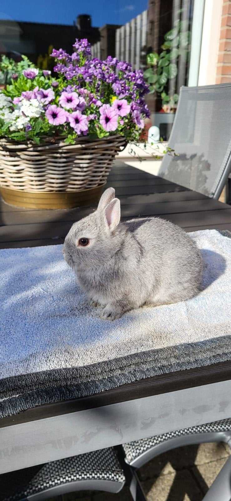 2 jonge kleurdwerg rammetjes, Dieren en Toebehoren, Konijnen, Mannelijk, Dwerg, 0 tot 2 jaar