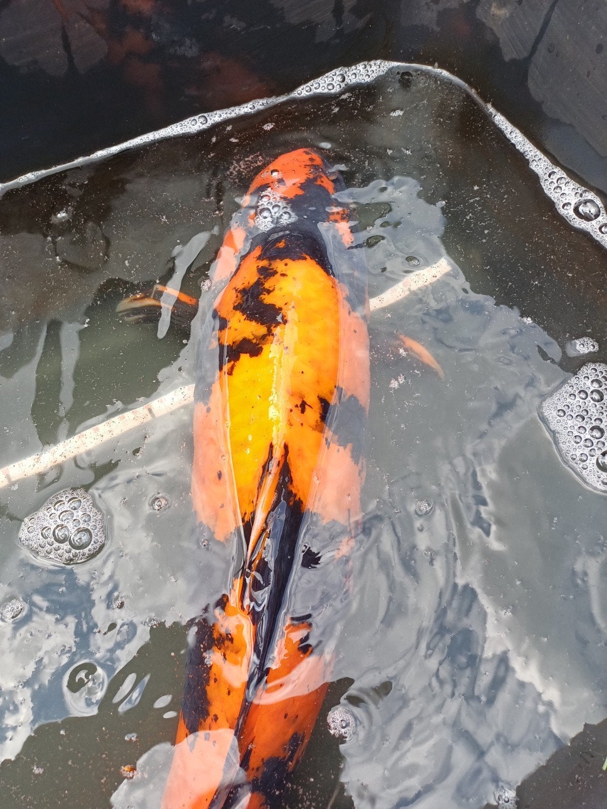hi utsuri, Dieren en Toebehoren, Karper of Koi