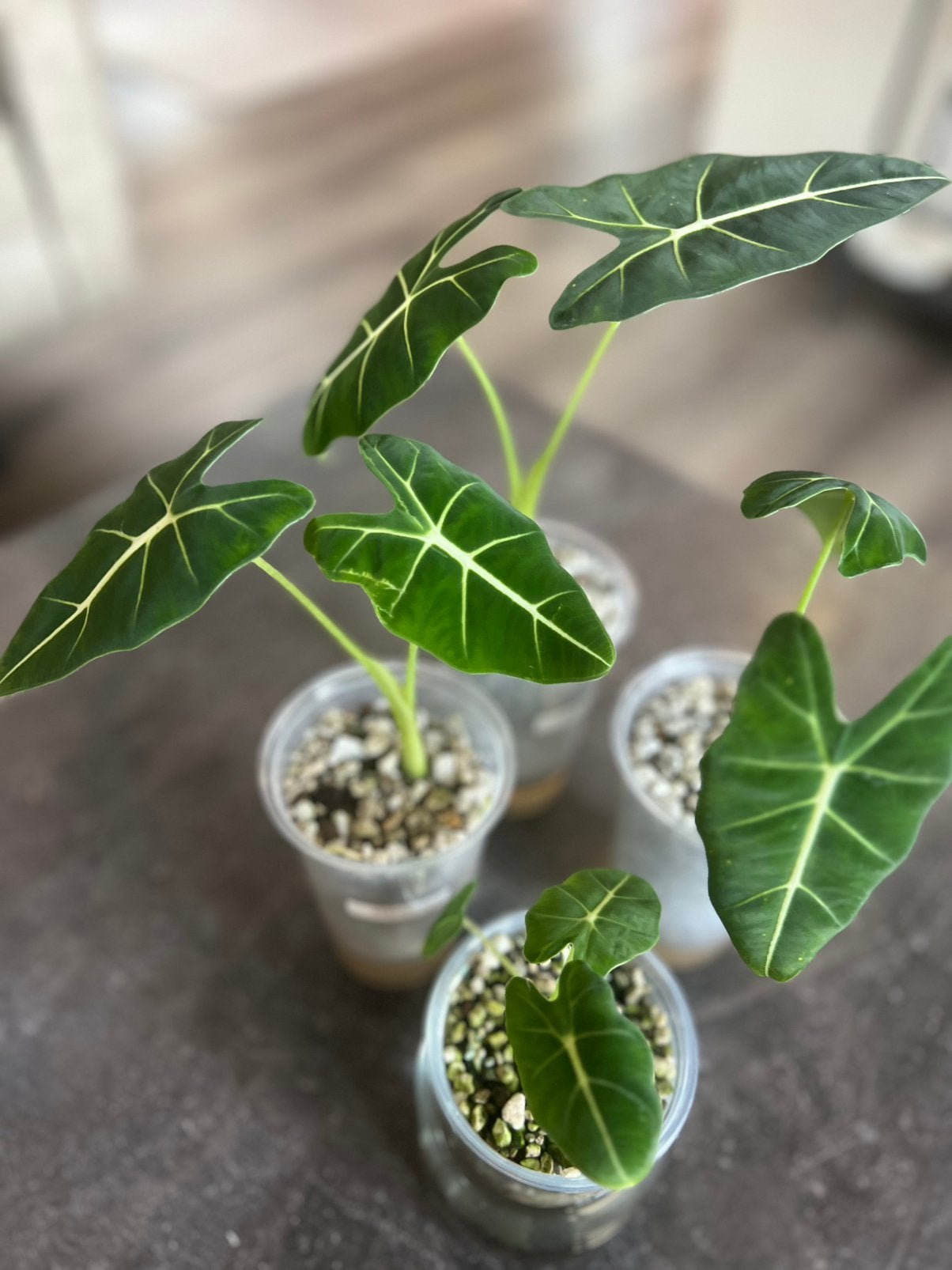 Alocasia Micholitziana Frydek (Green Velvet), Ophalen, Halfschaduw, Minder dan 100 cm