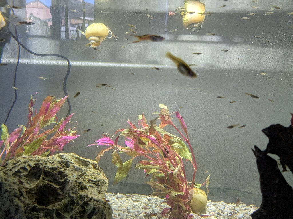 Guppies - Gratis, Vis