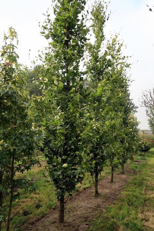 BOOM Fagus orient. 'Iskander' Oosterse beuk Kaukasische beuk, Verzenden, Lente, Vaste plant, Volle zon