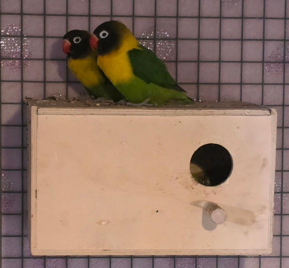 Koppel Personata, Dieren en Toebehoren, Vogels | Parkieten en Papegaaien, Meerdere dieren, Dwergpapegaai of Agapornis