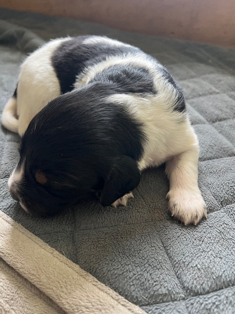Mooie en lieve Friese Stabij pups beschikbaar, Dieren en Toebehoren, Parvo, Overige rassen, 8 tot 15 weken, Meerdere