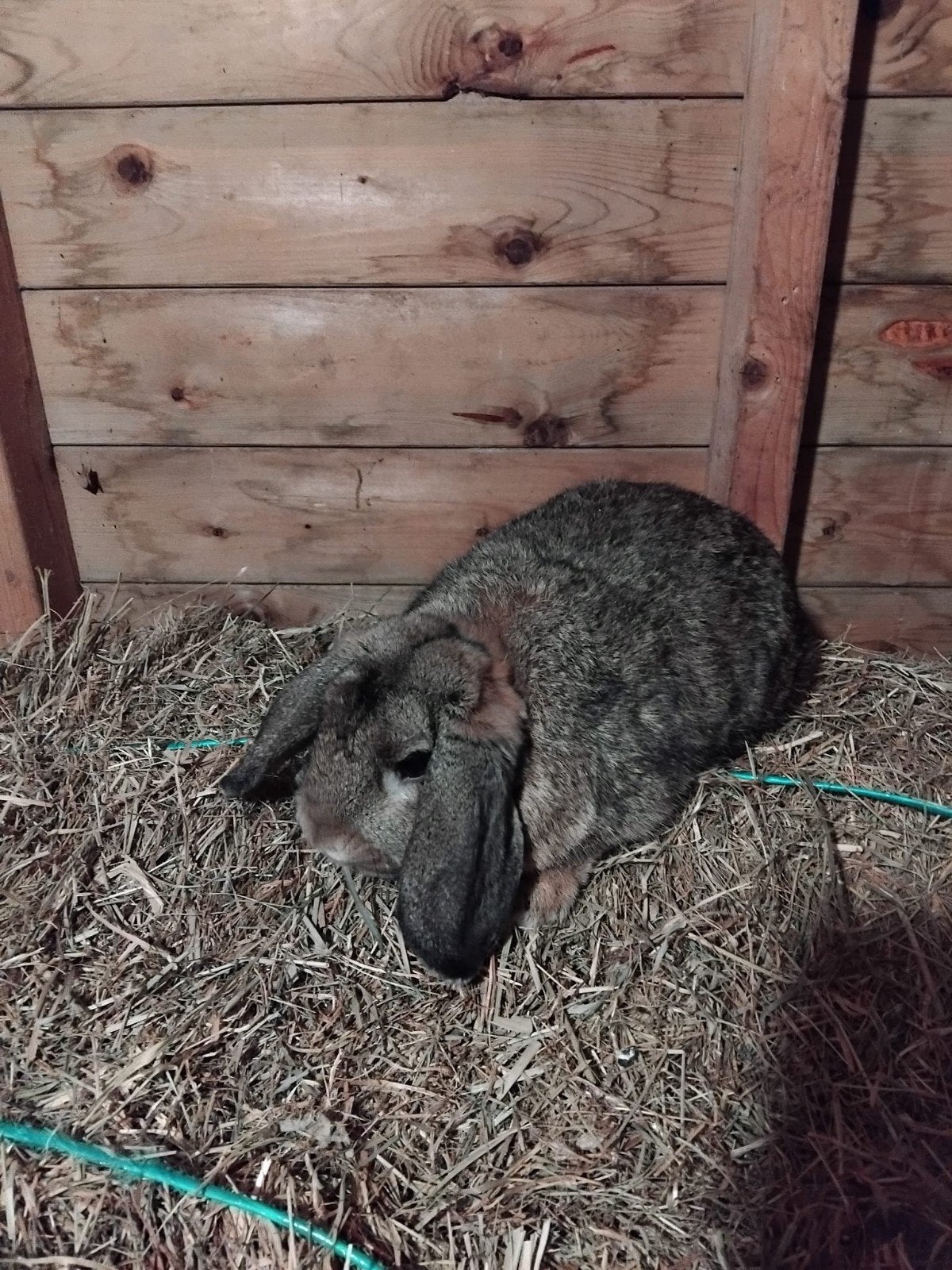 te koop hangoor gecastreerd 2 jaar oud, Mannelijk, Hangoor