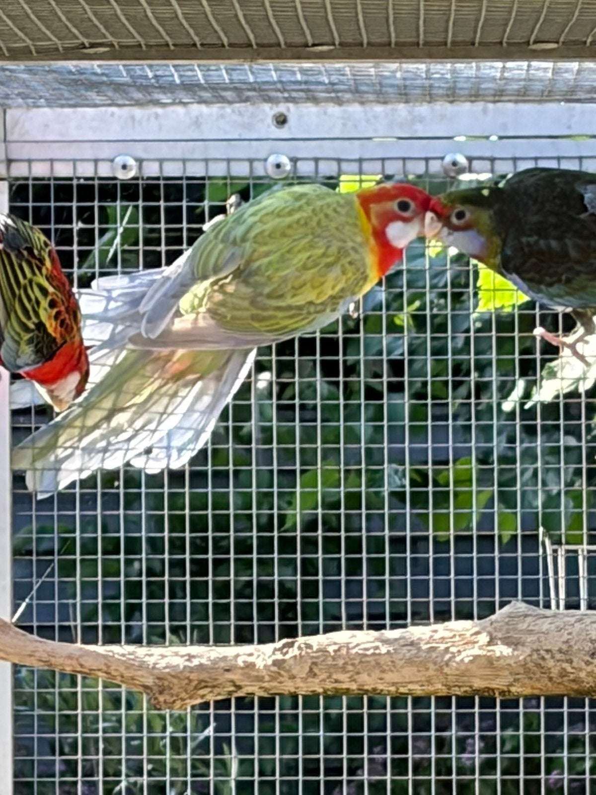 Te koop rosella, Mannelijk, Parkiet, Geringd