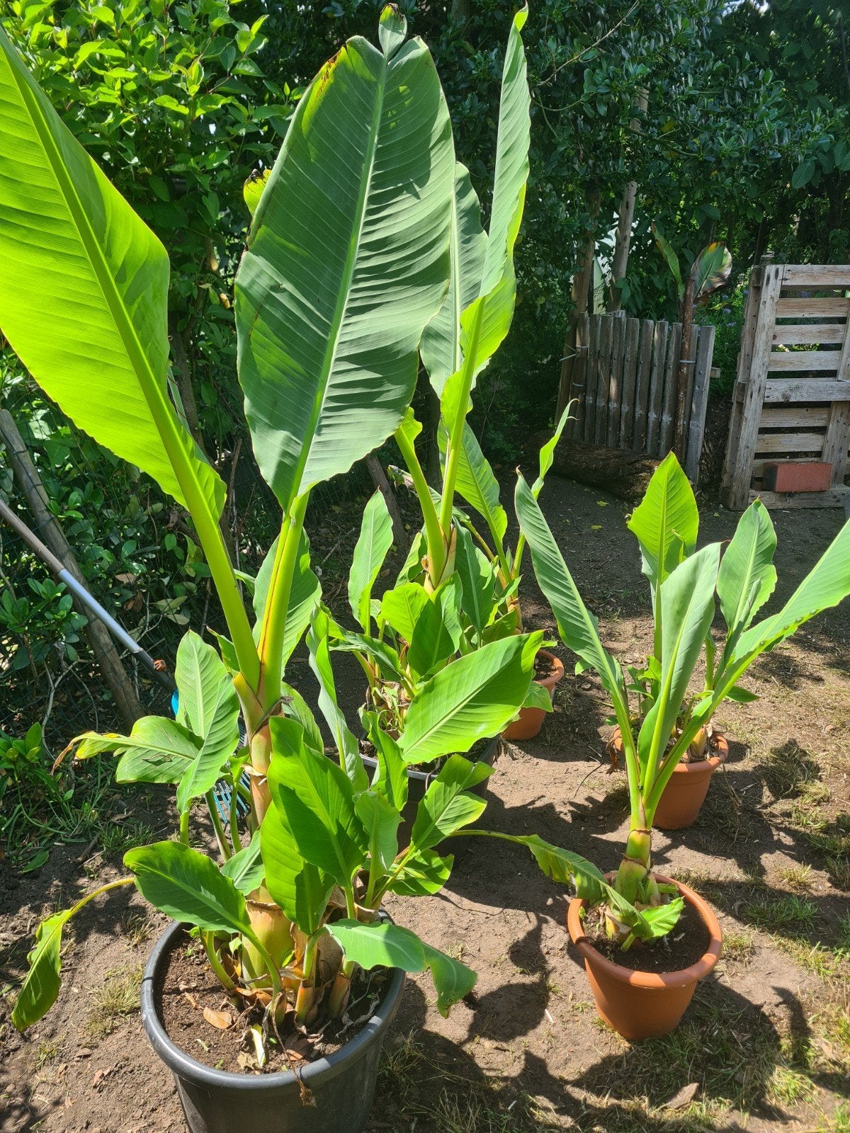 Mussela lasiocarpa  en maurelli, Ophalen, Overige soorten, Volle zon