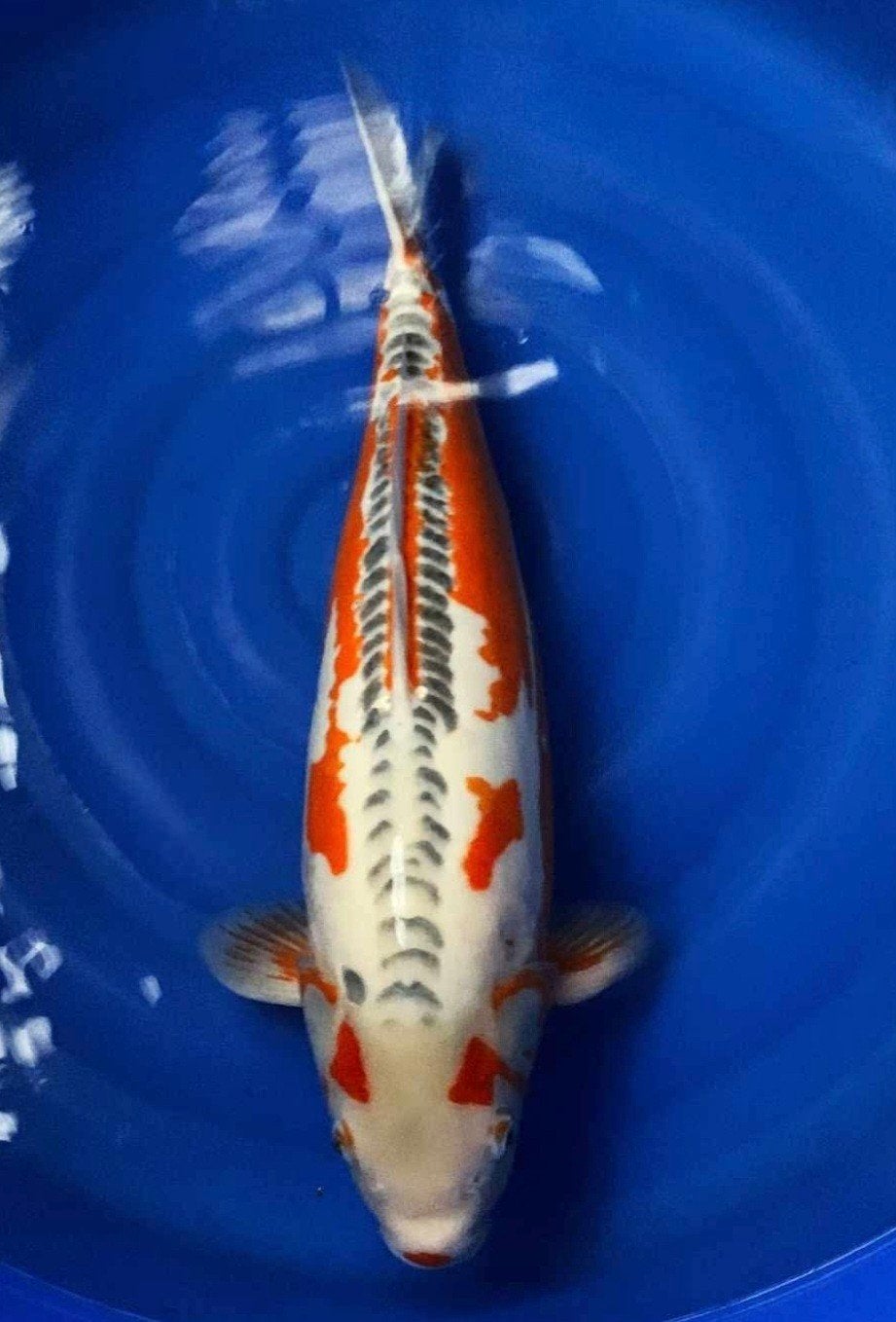 shusui 68 cm, Dieren en Toebehoren