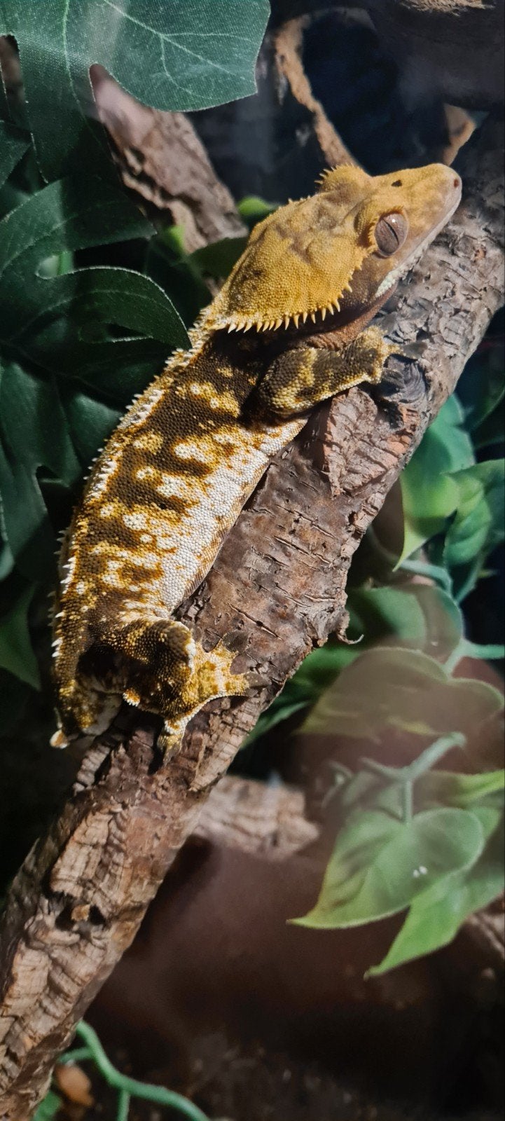 Wimpergekko man (zie omschrijving), Dieren en Toebehoren, Reptielen en Amfibieën, Hagedis, Met terrarium, 0 tot 2 jaar