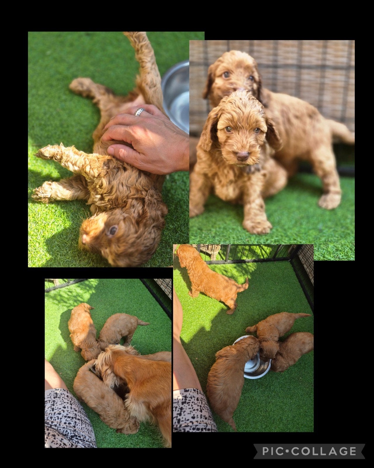 Prachtige Cockapoo's, Overige rassen, 8 tot 15 weken, Parvo, Meerdere