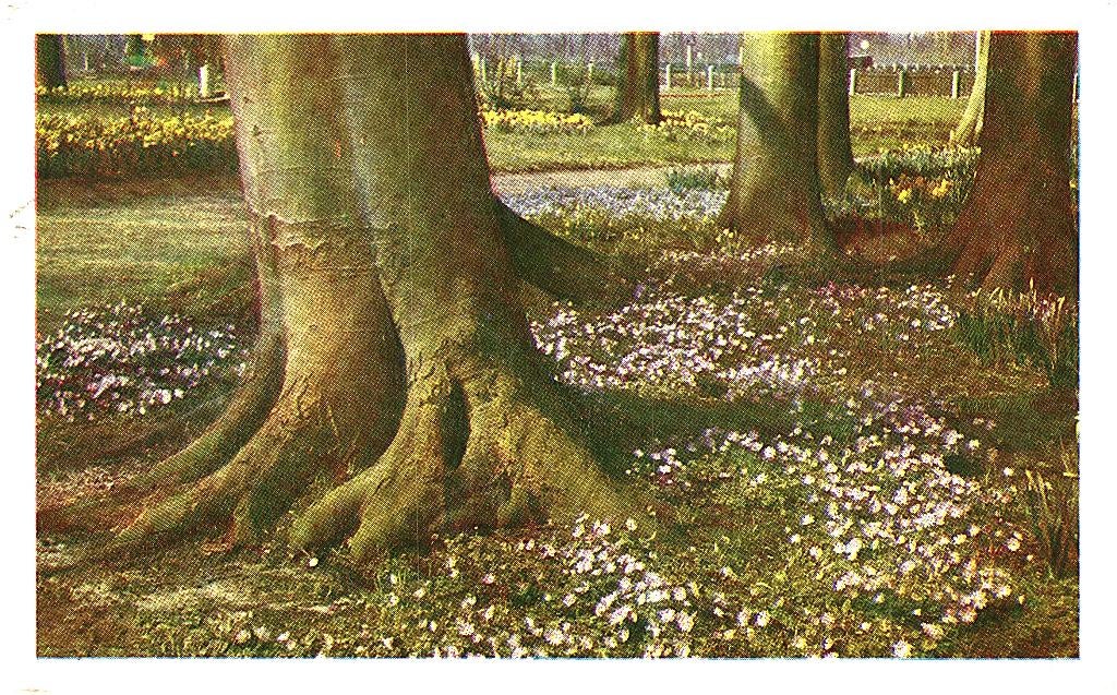 914387 Lisse ZH 1951 Keukenhof Gelopen met postzegel