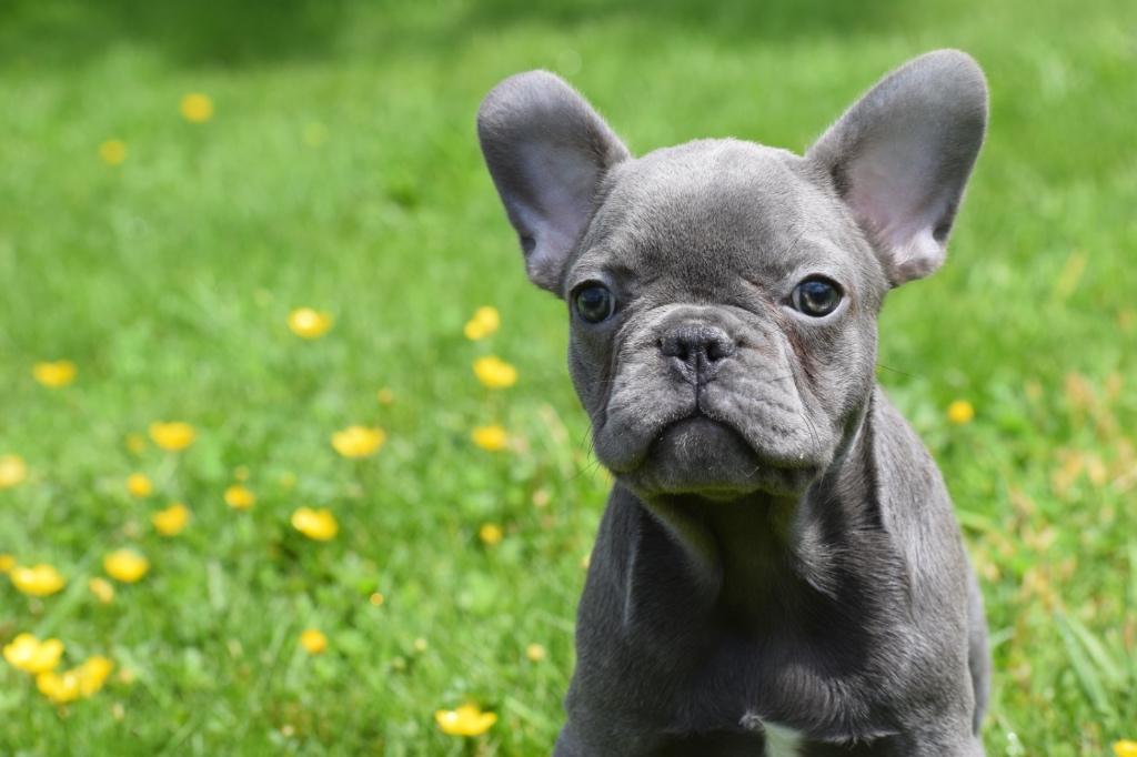 Franse bulldog pups, 15 weken tot 1 jaar, Buitenland, Parvo, Bulldog
