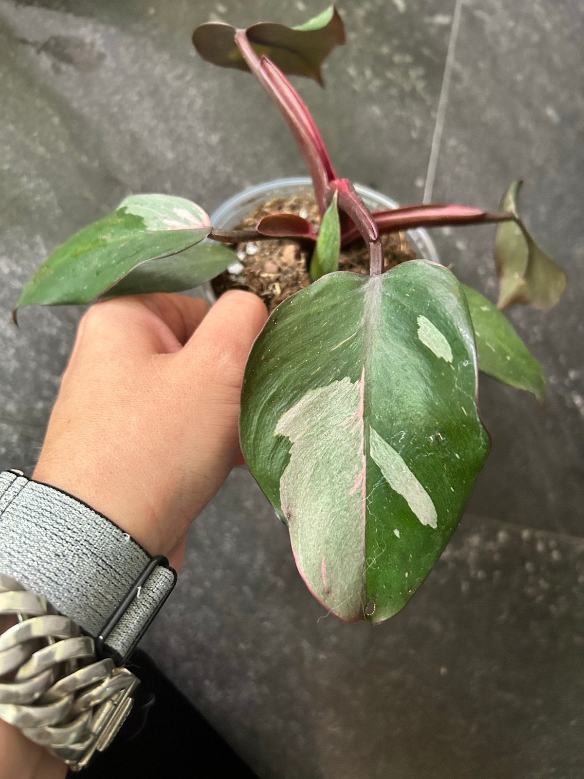 Philodendron Pink Princess, Ophalen of Verzenden, Halfschaduw, Minder dan 100 cm