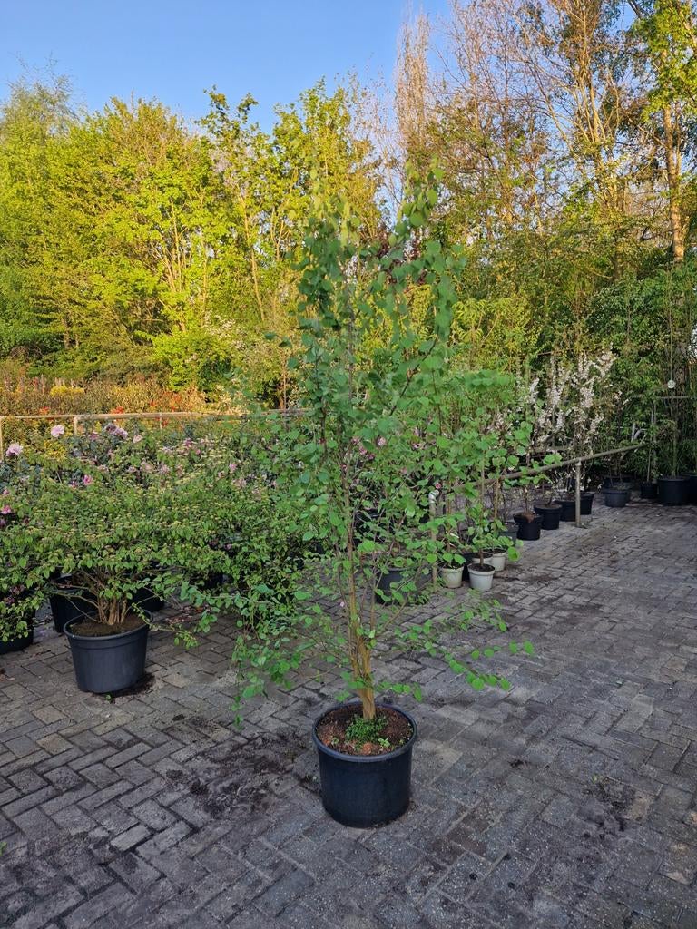 Japanse Katsuraboom (Cercidiphyllum japonicum) XXL, In pot, Halfschaduw, Lente, 250 tot 400 cm