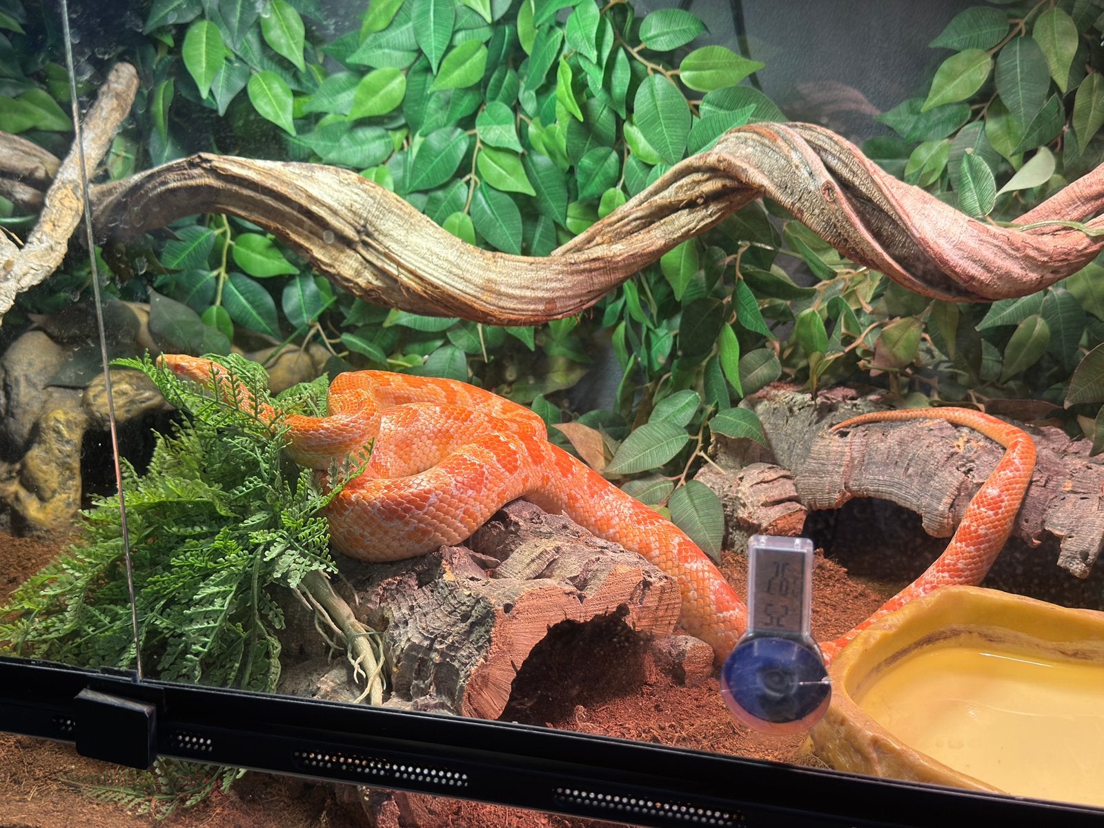 Slang + terrarium en toebehoren, Slang, Met terrarium, 3 tot 6 jaar