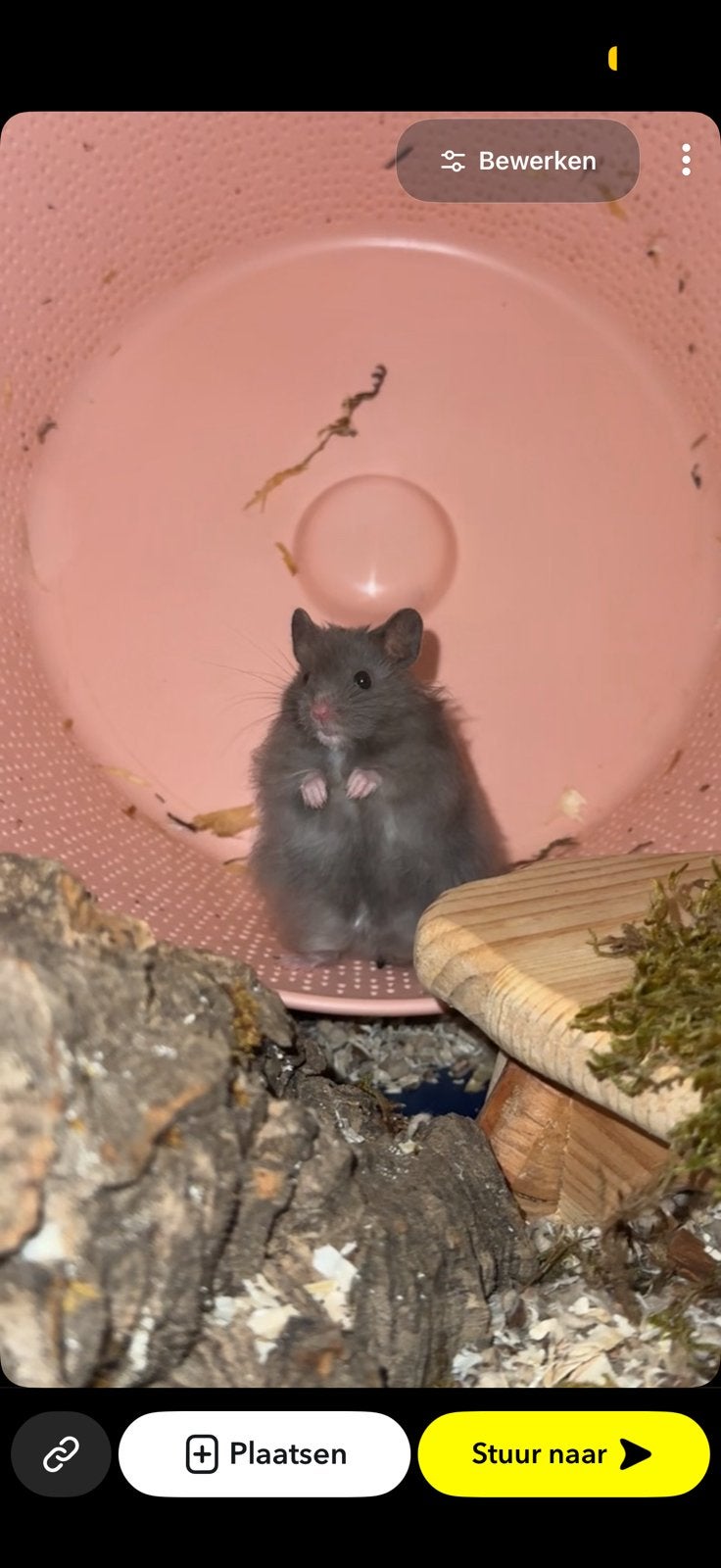 Hamster, Dieren en Toebehoren, Hamster, Mannelijk, November, Tam