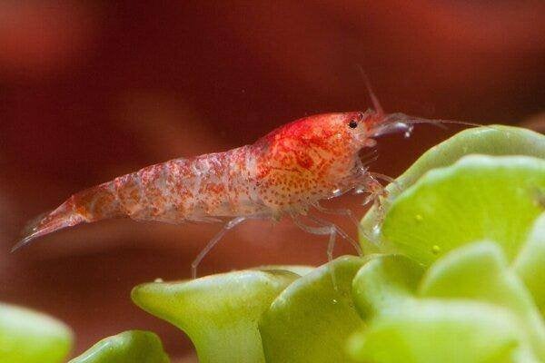 Opae Ula – Hawaïaanse brakwatergarnaal los of als pakket, Dieren en Toebehoren, Vissen | Aquariumvissen, Kreeft, Krab of Garnaal