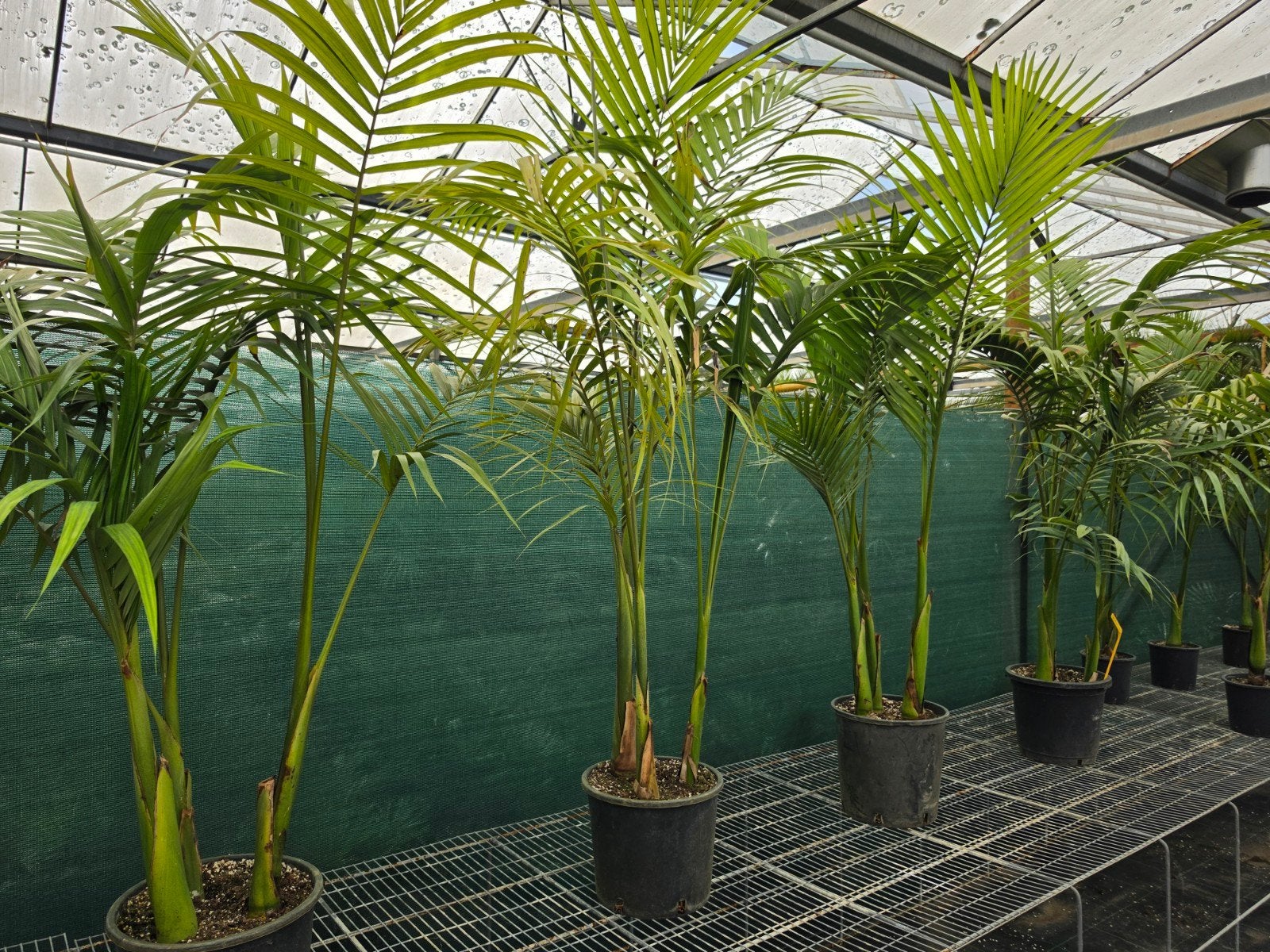 Archontophoenix alexandrae trio palmboom, Ophalen, Overige soorten, Volle zon