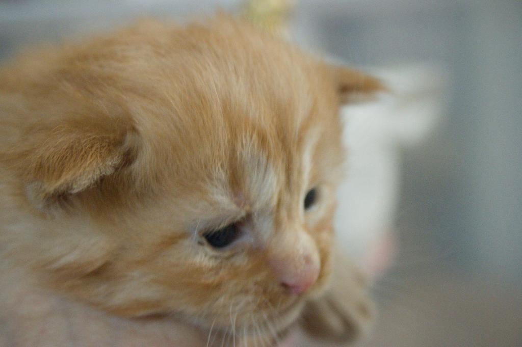 Maine coon kittens, Dieren en Toebehoren, Katten en Kittens | Raskatten | Langhaar, Meerdere dieren, Gechipt, 0 tot 2 jaar