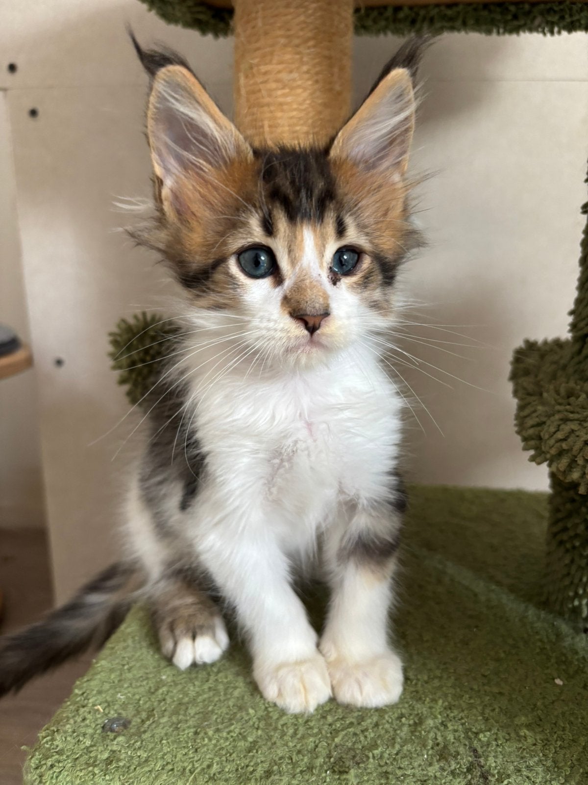 Prachtig Maine Coon kitten met  stamboon, Kater, Met stamboom, 0 tot 2 jaar