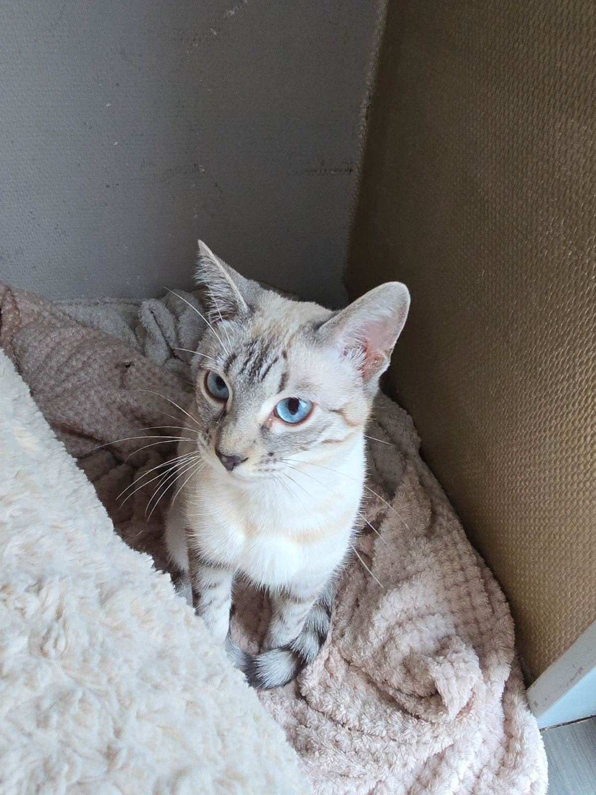 Bengaal poes met mooie blauwe ogen, Dieren en Toebehoren, Poes, Ontwormd