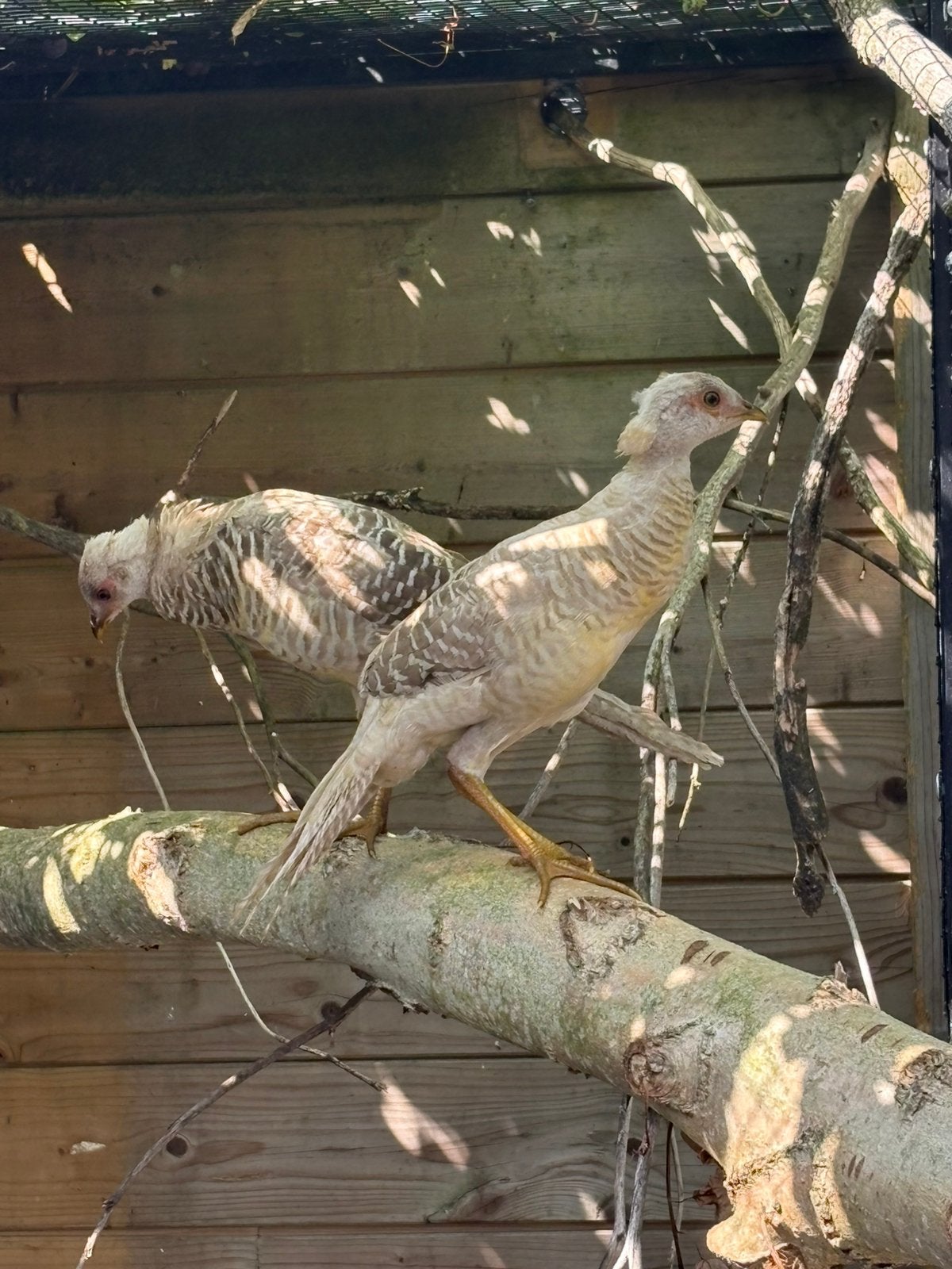 Gele goudfazant jongen van dit jaar, Dieren en Toebehoren, Meerdere dieren, Kip