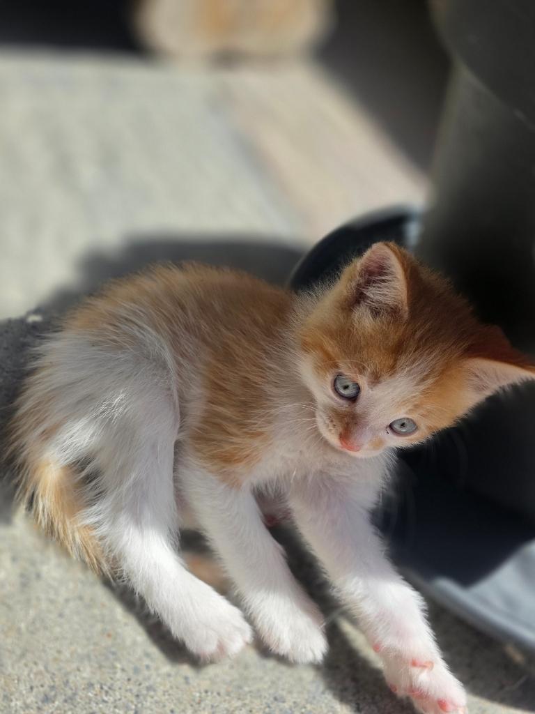 Nog èèn Main Coon katertje., Kater, Ontwormd, 0 tot 2 jaar