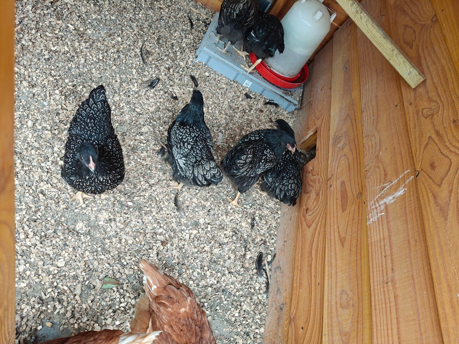 Barnevelder zilvergezoomd, Dieren en Toebehoren, Pluimvee, Meerdere dieren, Kip