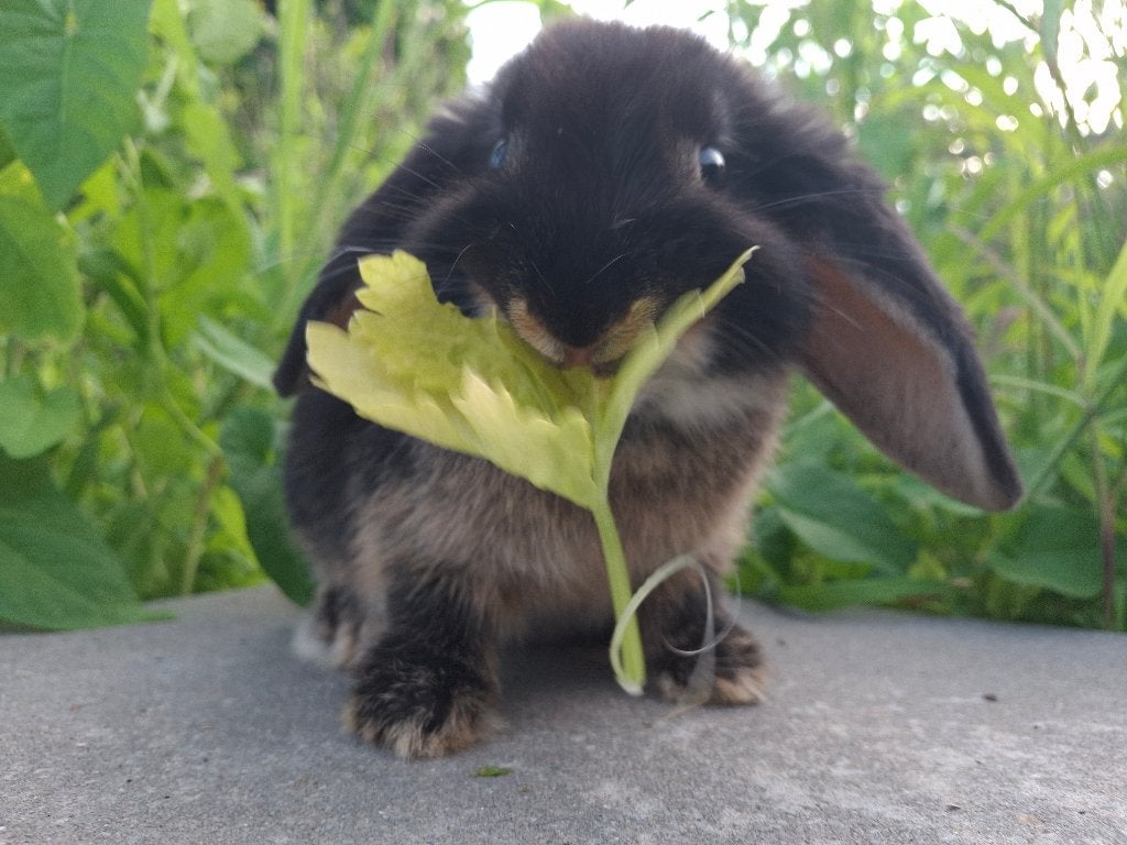 Mooie zwart otter  voedstertje, Vrouwelijk, Middelgroot, Hangoor, 0 tot 2 jaar
