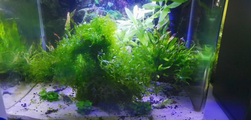 Levermos / Lomariopsis lineata, Dieren en Toebehoren, Ophalen of Verzenden