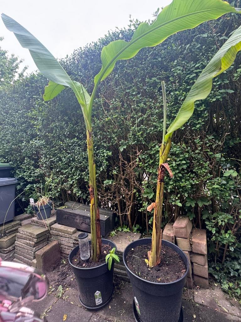 Winterharde bananenplant (Musa basjoo), Tuin en Terras, Volle zon, Ophalen of Verzenden, 100 tot 250 cm, Zomer