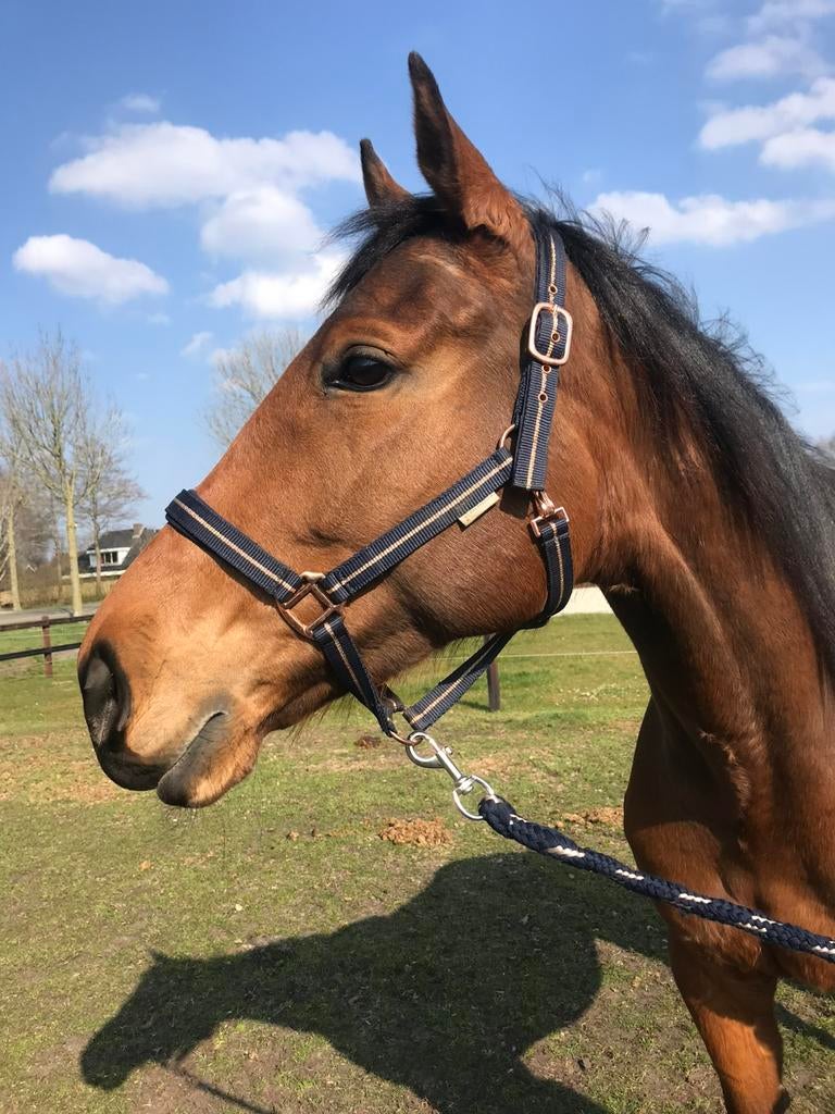 Te koop! Lieve 10 jarige merrie, Dieren en Toebehoren, Paarden, Merrie, Zadelmak, 7 tot 10 jaar, Recreatiepaard