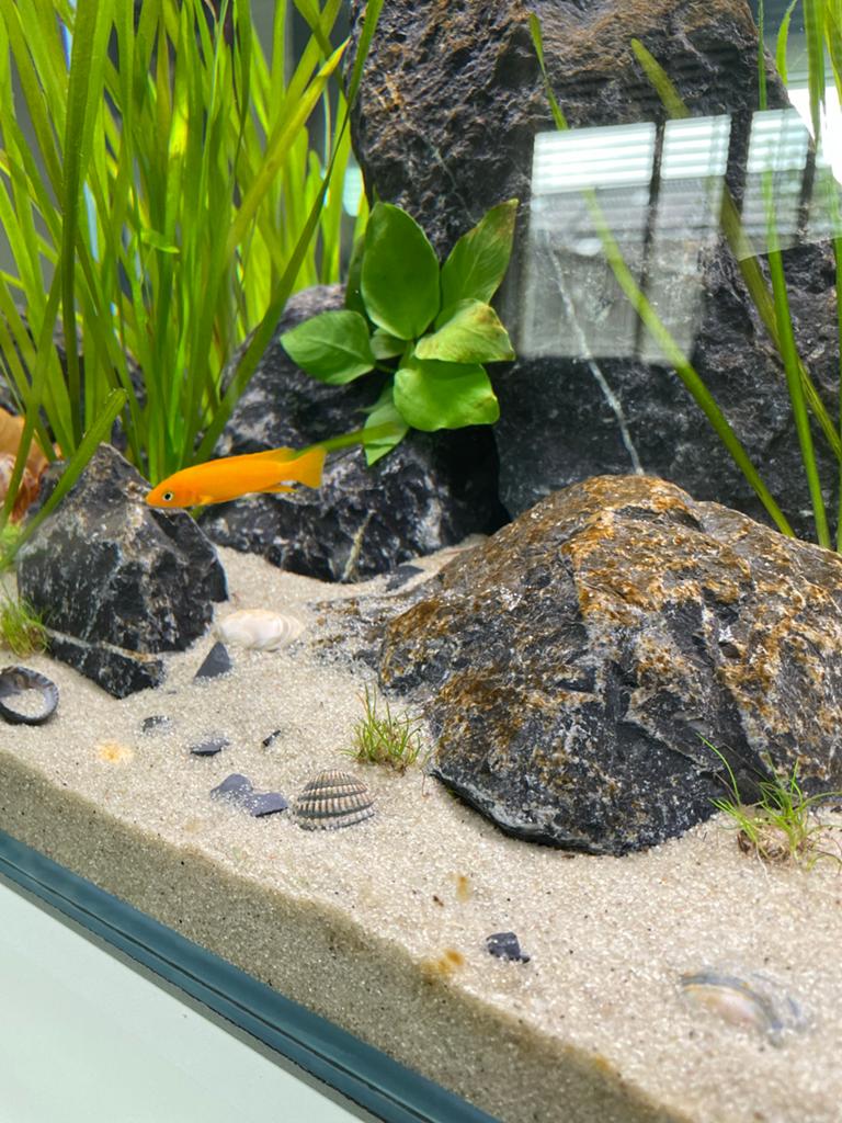 Vis Neolamprologus longior karilani, Dieren en Toebehoren, Vissen | Aquariumvissen, Vis