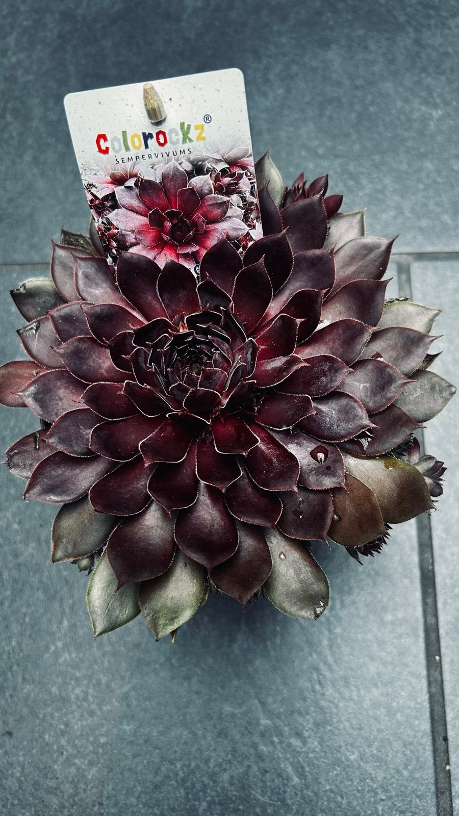 Sempervivum 'Colorockz' - Winterharde Vetplant, Volle zon, Vaste plant, Zomer, Ophalen