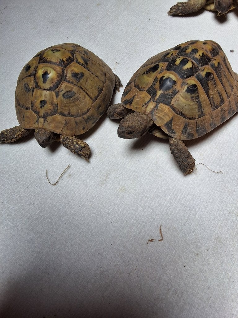Testudo Hermani Boettgeri Tortoise photo 2