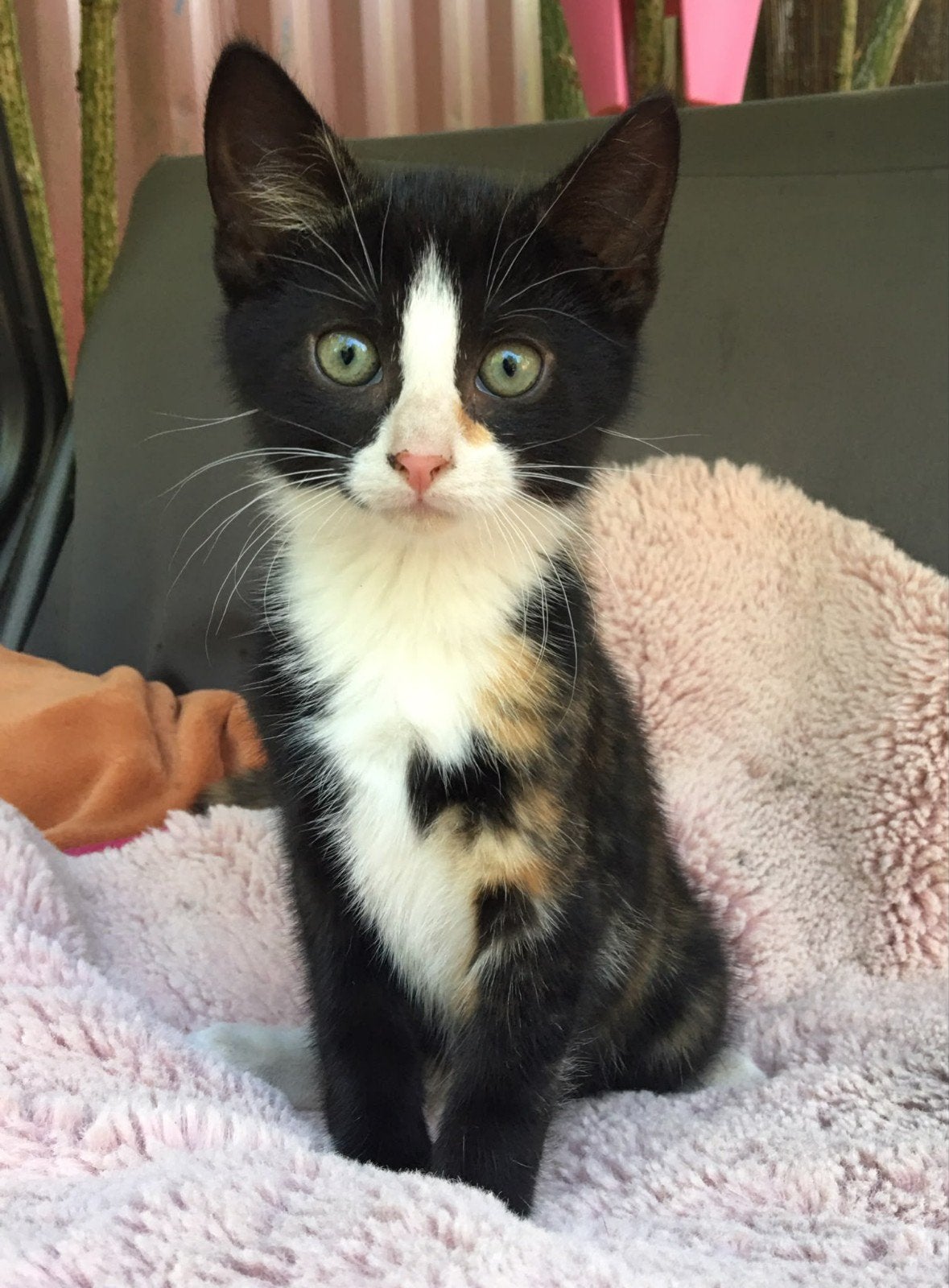 Prachtig mooi kitten meisje (10 weken)zoekt fijn thuis.., Poes