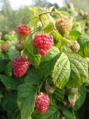 Rubus idaeus, Framboos, Paardvriendelijk,, Tuin en Terras, Ophalen of Verzenden, Overige soorten, Struik, Minder dan 100 cm