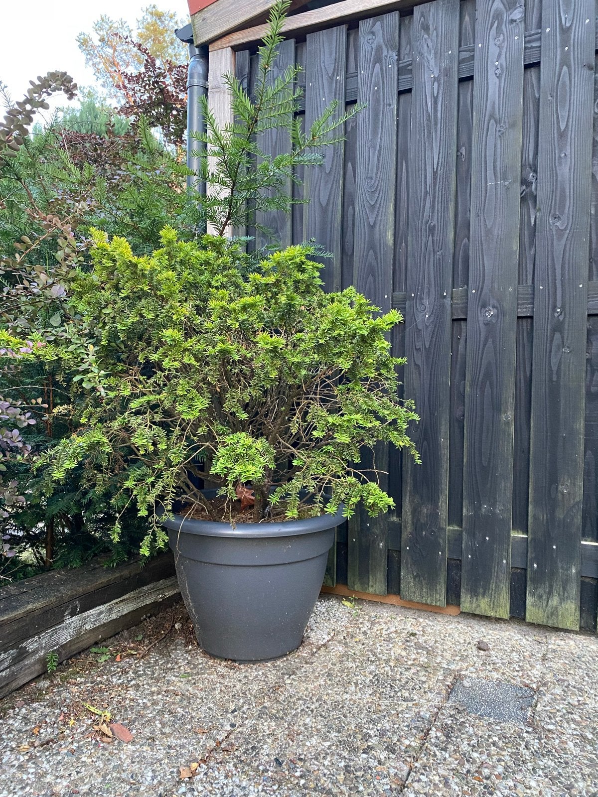 Groenblijvende Taxus in pot, Tuin en Terras, Vaste plant, Bloeit niet, Halfschaduw, Ophalen
