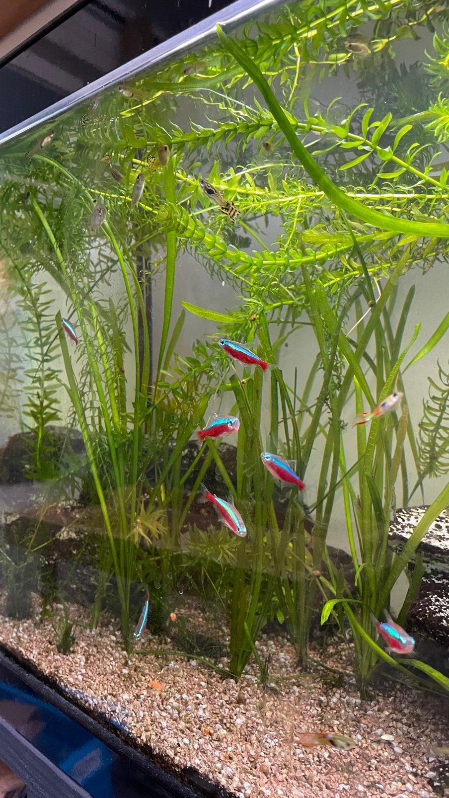 Verschillende aquariumvissen, Dieren en Toebehoren, Vis