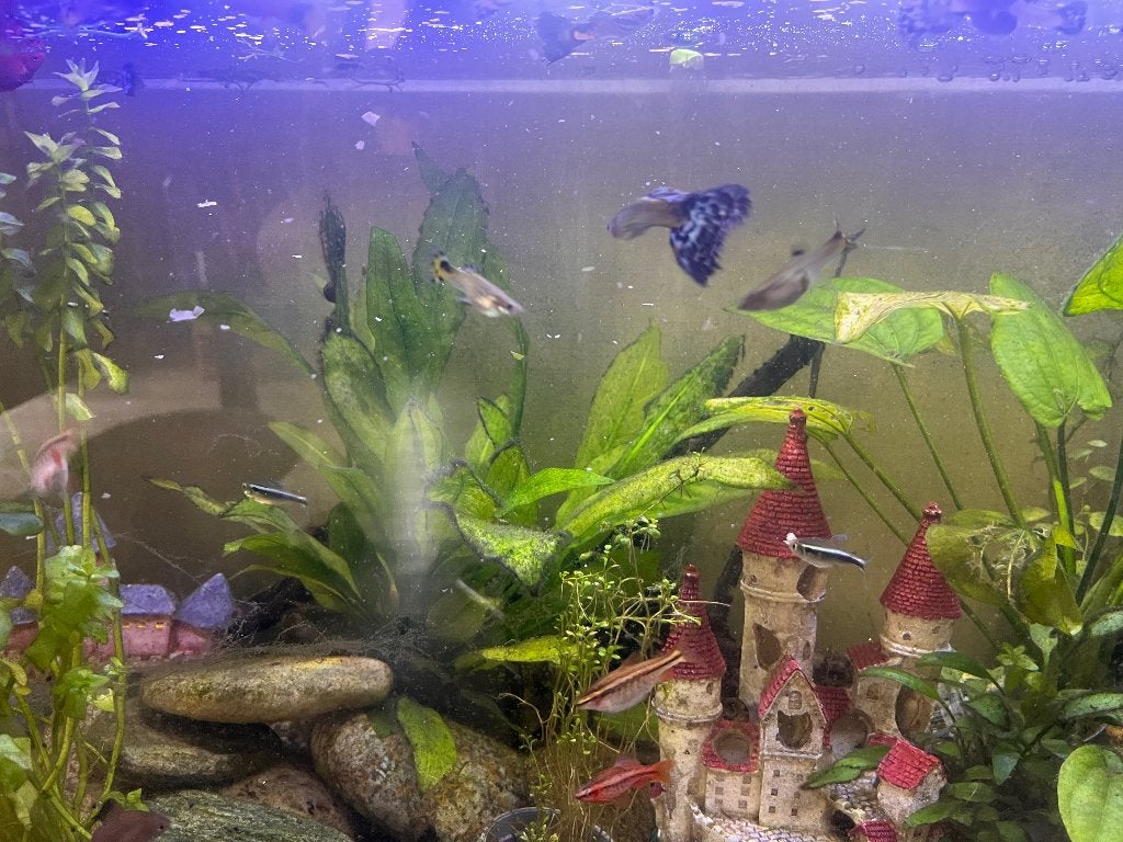 Guppies, Dieren en Toebehoren, Vis, Zoetwatervis