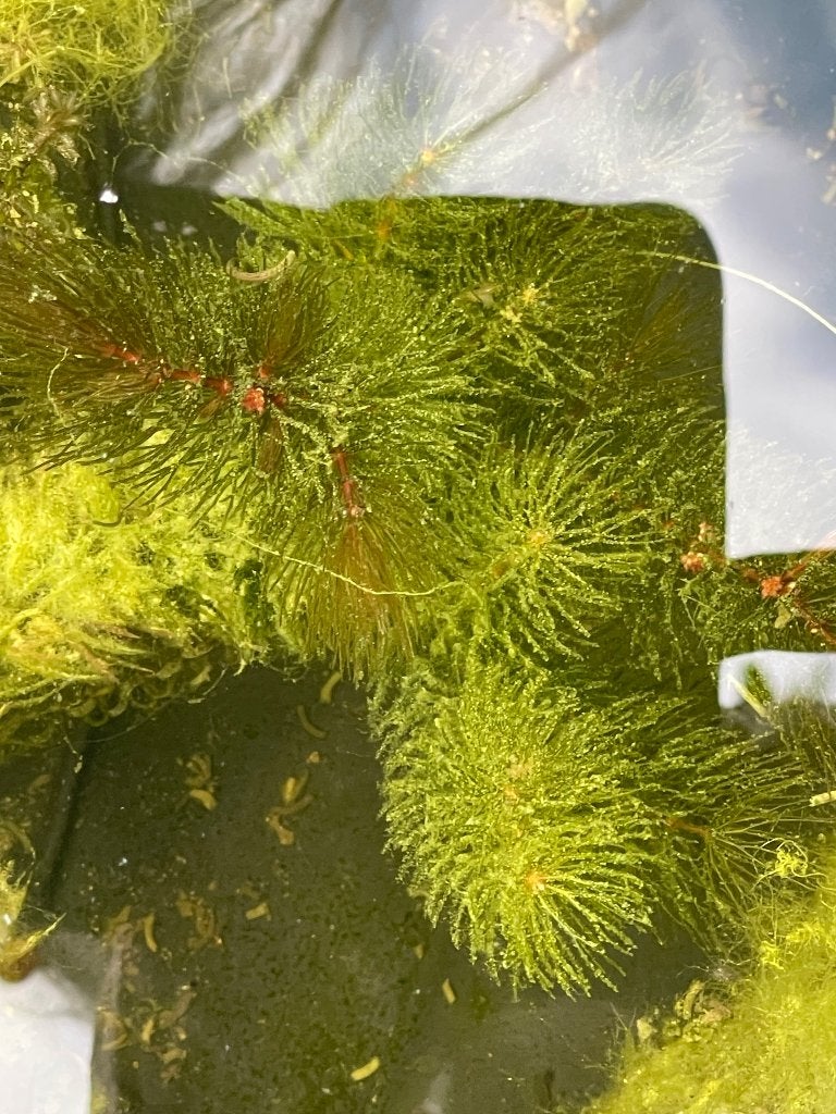 Ziurstofplanten voor de vijver en vijverplanten, Ophalen, Overige typen